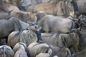 Escape: Wildebeests Migration