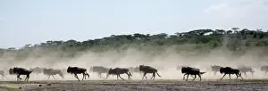 Wildebeests: Wildebeests - On migration - Between Serengeti and Ndutu