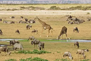 Amboseli: Wildebeests, Zebras and Giraffes gather