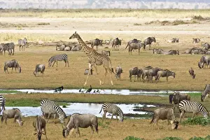 Amboseli: Wildebeests, Zebras and Giraffes gather
