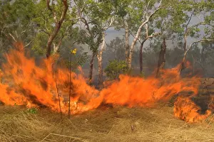 Raging: Wildfire in the bush - the flames of a raging bushfire