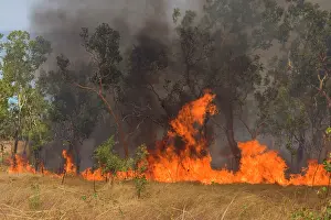 Raging: Wildfire in the bush - the flames of a raging bushfire