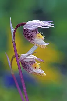 Bulbosa: Wildflower Calypso / Fairy Slipper Orchid closeup details