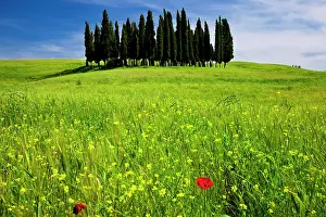 D Orcia: Wildflower in a field below a Cluster of