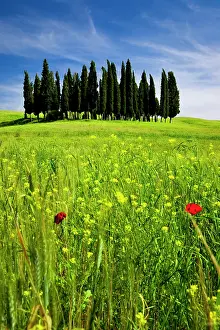 D Orcia: Wildflower in a field below a Cluster of