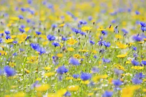 Cornflowers: Wildflower Meadow - cultivated with Cornflower