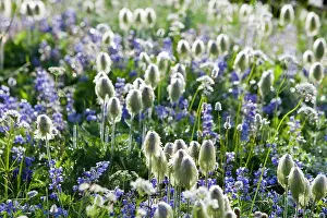 Lupine: Wildflower meadows at Paradise in Mount