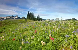 Rainier: Wildflower meadows at Paradise with Tatoosh