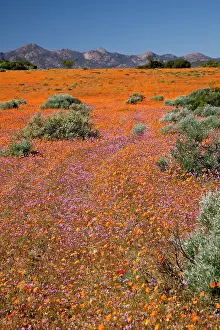 Namaqua: Wildflower season, Namaqua National Park