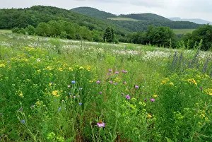 Strip: Wildflower Strip Fallow land