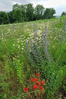 Strip: Wildflower Strip Fallow land