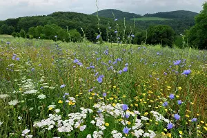Strip: Wildflower Strip Fallow land