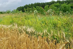 Strip: Wildflower Strip Fallow land
