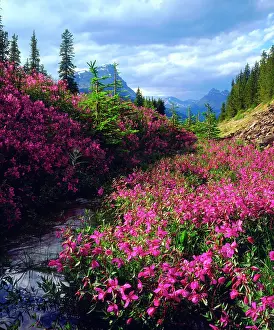 Columbine: Wildflowers in Banff National Park. Alberta