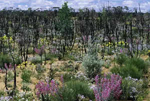 Scrubland: Wildflowers - in Burnt Scrubland after Winter Rains
