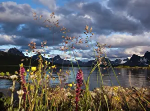 Jasper: Wildflowers in the Canadian Rockies, Jasper