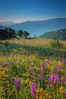 Umbria: Wildflowers at dawn along the Forca Canapine