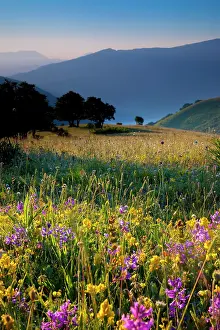 Umbria: Wildflowers at dawn along the Forca Canapine