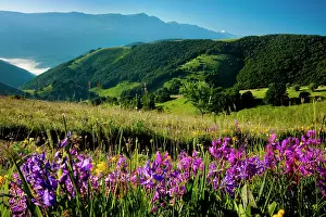 Umbria: Wildflowers at dawn along the Forca Canapine