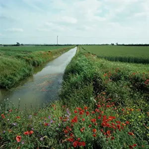 Dyke: Wildflowers along drainage dyke