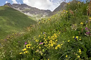 Biodiverse: Wildflowers - flowery high pastures - with rock-rose
