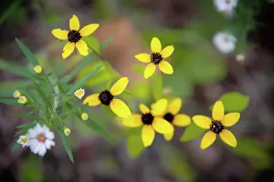 Indiana: Wildflowers, France Park, Indiana, USA