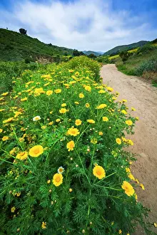 Unspoiled: Wildflowers in Harmon Canyon Preserve, Ventura, California