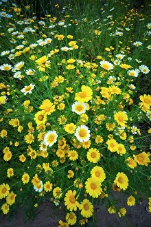 Unspoiled: Wildflowers in Harmon Canyon Preserve, Ventura, California