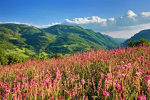 Hillside: Wildflowers on a hillside in the Valnerina