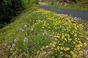 Vetch: Wildflowers - Intensely flowery roadside with Monkey