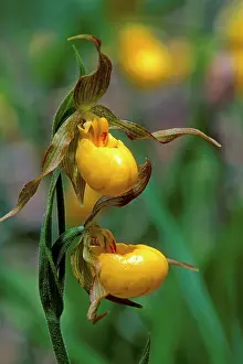 Cypripedium: Wildflowers, Lady's Slipper Orchid, closeup