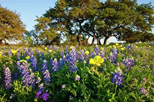 Roadside: Wildflowers and live oak in Texas hill country