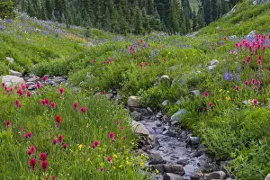 Arnica: Wildflowers--lupine, arnica, paintbrush, cinquefoil