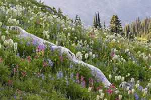Arnica: Wildflowers--lupine, arnica, paintbrush, valerian