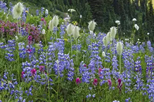 Arnica: Wildflowers--lupine, arnica, paintbrush, valerian