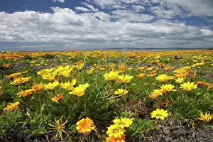 Gazania: Wildflowers, Marine Parade, Napier Waterfront