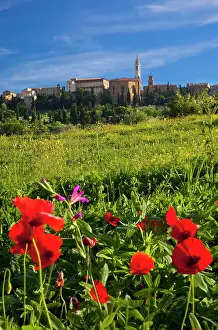 Pienza: Wildflowers below the medieval town of Pienza