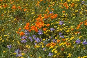 Goldfield: Wildflowers--mostly California poppies, goldfields