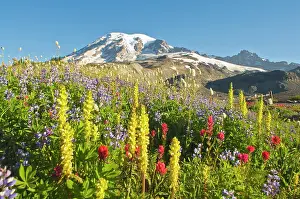 Lupine: Wildflowers In Mount Rainier National Park