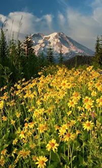 Rainier: Wildflowers and Mt. Rainier, Washington