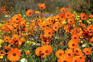 Abundance: Wildflowers in Namaqua National Park, Namaqualand