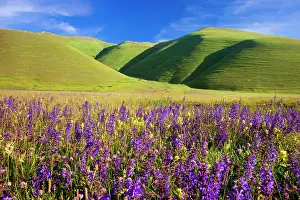 Piano: Wildflowers in the Piano Grande, Monti Sibillini