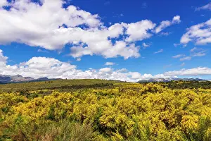 Hemisphere: Wildflowers on rolling hills above Lake Te Anau