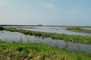 Cley: Wildfowl - Cley Marshes