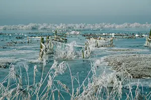 Including: Wildfowl - including Swan, wintering in snow