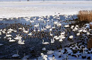 Including: WILDFOWL - including swans