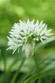 Ramsons: Wildgarlic