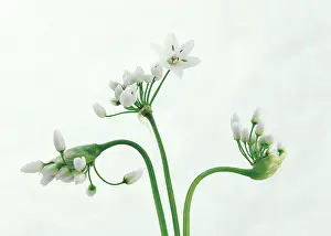 Ramsons: Wildgarlic