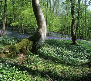 Ramsons: Wildgarlic