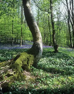 Ramsons: Wildgarlic